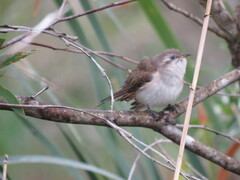 Chrysococcyx basalis