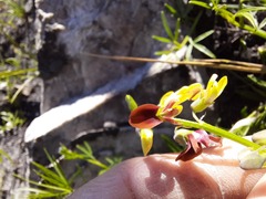 Crotalarieae