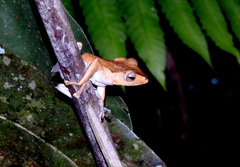 Polypedates otilophus