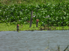 Hydrophasianus chirurgus