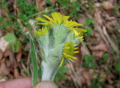 Tephroseris helenitis