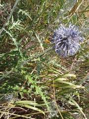 Echinops