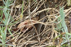 Oligosoma polychroma