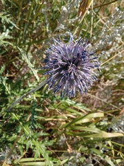 Echinops