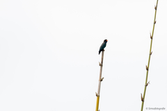 Eurystomus orientalis