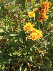 Pentanema germanicum