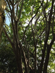 Cnidoscolus megacanthus