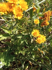 Pentanema germanicum