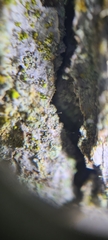 Chaenotheca chrysocephala
