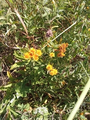 Pentanema germanicum