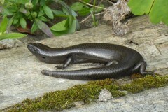 Oligosoma polychroma