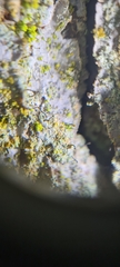 Chaenotheca chrysocephala