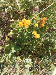 Pentanema germanicum