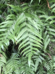 Christella acuminata