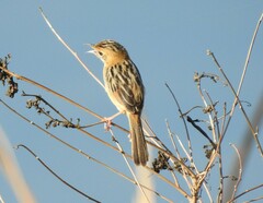 Cisticola exilis