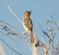 Cisticola exilis