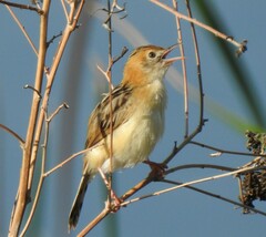 Cisticola exilis