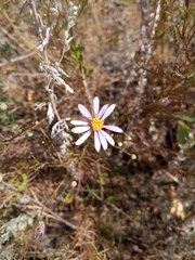 Galatella angustissima