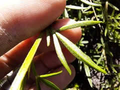 Crotalarieae