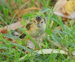 Cisticola exilis