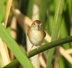Cisticola exilis