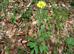 Tephroseris helenitis