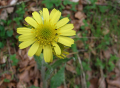 Tephroseris helenitis