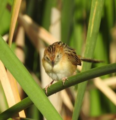 Cisticola exilis