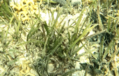 Zosteraceae