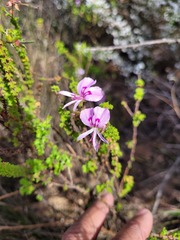 Pelargonium crispum