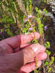 Pelargonium crispum