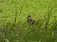 Hydrophasianus chirurgus