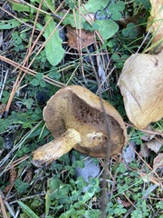Suillus bovinus