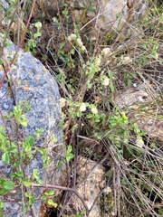 Hermannia hyssopifolia