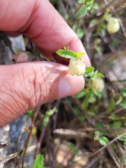 Hermannia hyssopifolia