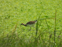 Hydrophasianus chirurgus