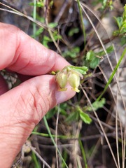 Hermannia hyssopifolia