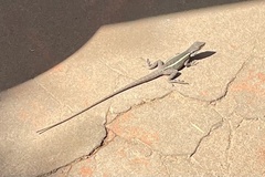 Amphibolurinae