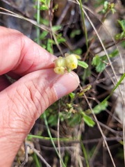 Hermannia hyssopifolia