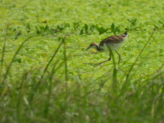 Hydrophasianus chirurgus