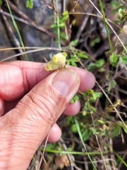Hermannia hyssopifolia