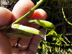 Crotalarieae