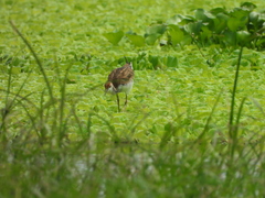 Hydrophasianus chirurgus