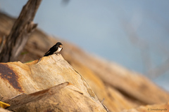 Hirundo