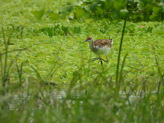Hydrophasianus chirurgus