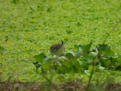 Hydrophasianus chirurgus