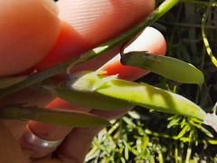 Crotalarieae