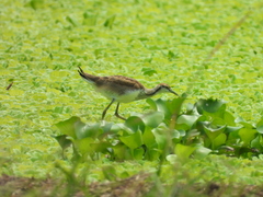 Hydrophasianus chirurgus