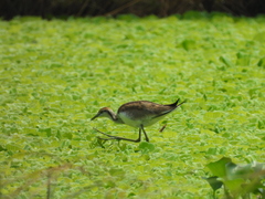 Hydrophasianus chirurgus