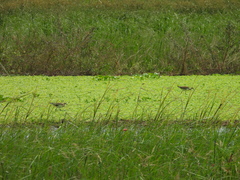 Hydrophasianus chirurgus